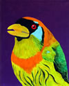 Lady Barbet